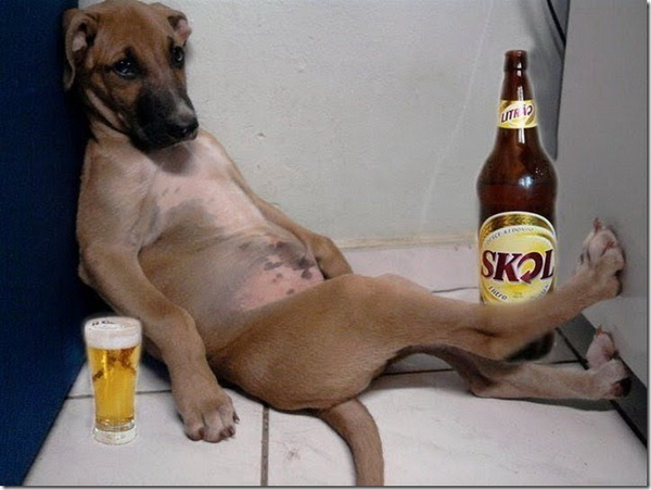 Drunk-dog-1