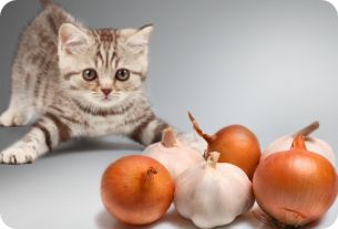 Los-gatos-no-pueden-comer-cebolla