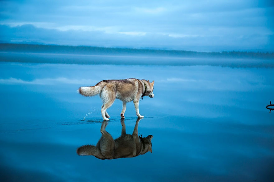 siberian-husky-frozen-lake-dog-photos-fox-grom-3
