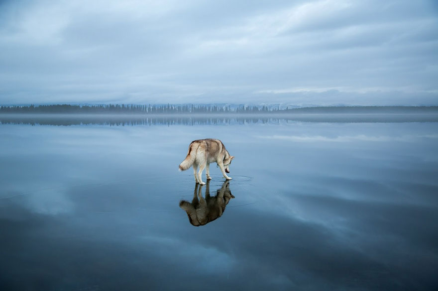 siberian-husky-frozen-lake-dog-photos-fox-grom-4