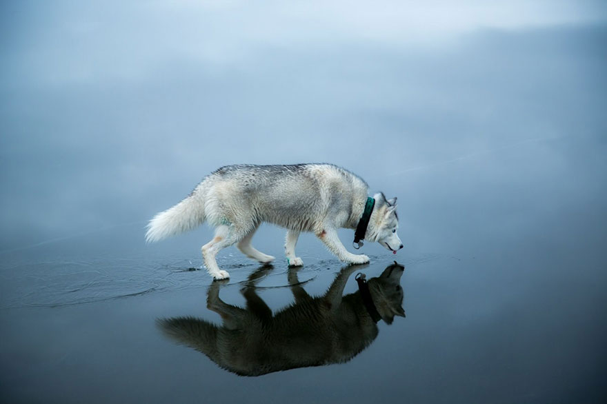 siberian-husky-frozen-lake-dog-photos-fox-grom-6