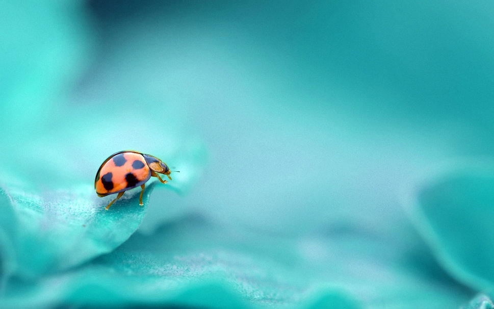 625750__ladybug-insect-turquoise-color-background_p