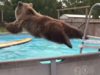 No te pierdas a este oso que se lanza a la piscina como si fuera humano