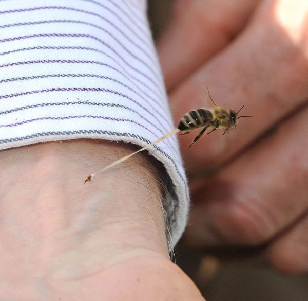 honeybee-death-final-sting-abdominal-tissue-trail-stinger-left-in-art-1