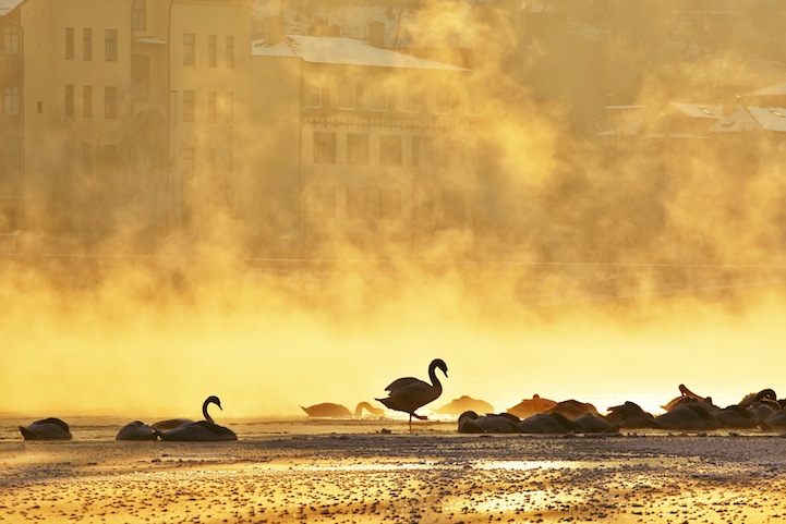 Frosty morning in Prague. Silhouette of swans on Vltava river in mystery fog.