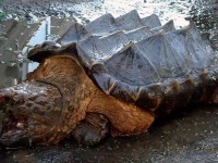 [Video] Asombro en Rusia por la aparición de una «tortuga dinosaurio» a orillas de un río