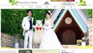 Nueva moda en Japón. Las parejas en su boda contratan ALPACAS para que sean sus testigos