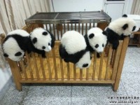 Esta guardería de pandas debe ser el lugar más adorable que haya existido