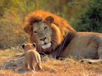 Tributo a Cecil, el rey león abatido