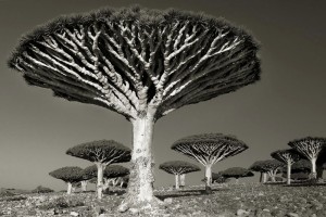 Una mujer dedica parte de su vida a fotografiar los árboles más viejos del mundo