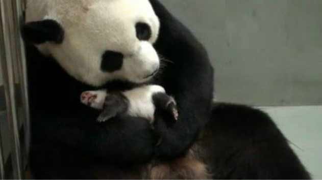 Mira-La-Emocionante-Escena-De-Una-Madre-Panda-Cuando-Le-Devuelven-A-Su-Cría
