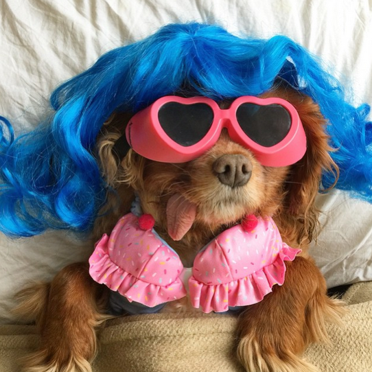 Toast-instagram-dog-moda-perros-cute-pets-perrito-mas-famoso-de-instagram-fashionista-dog-funny-pets-PiensaenChic-Piensa-en-Chic