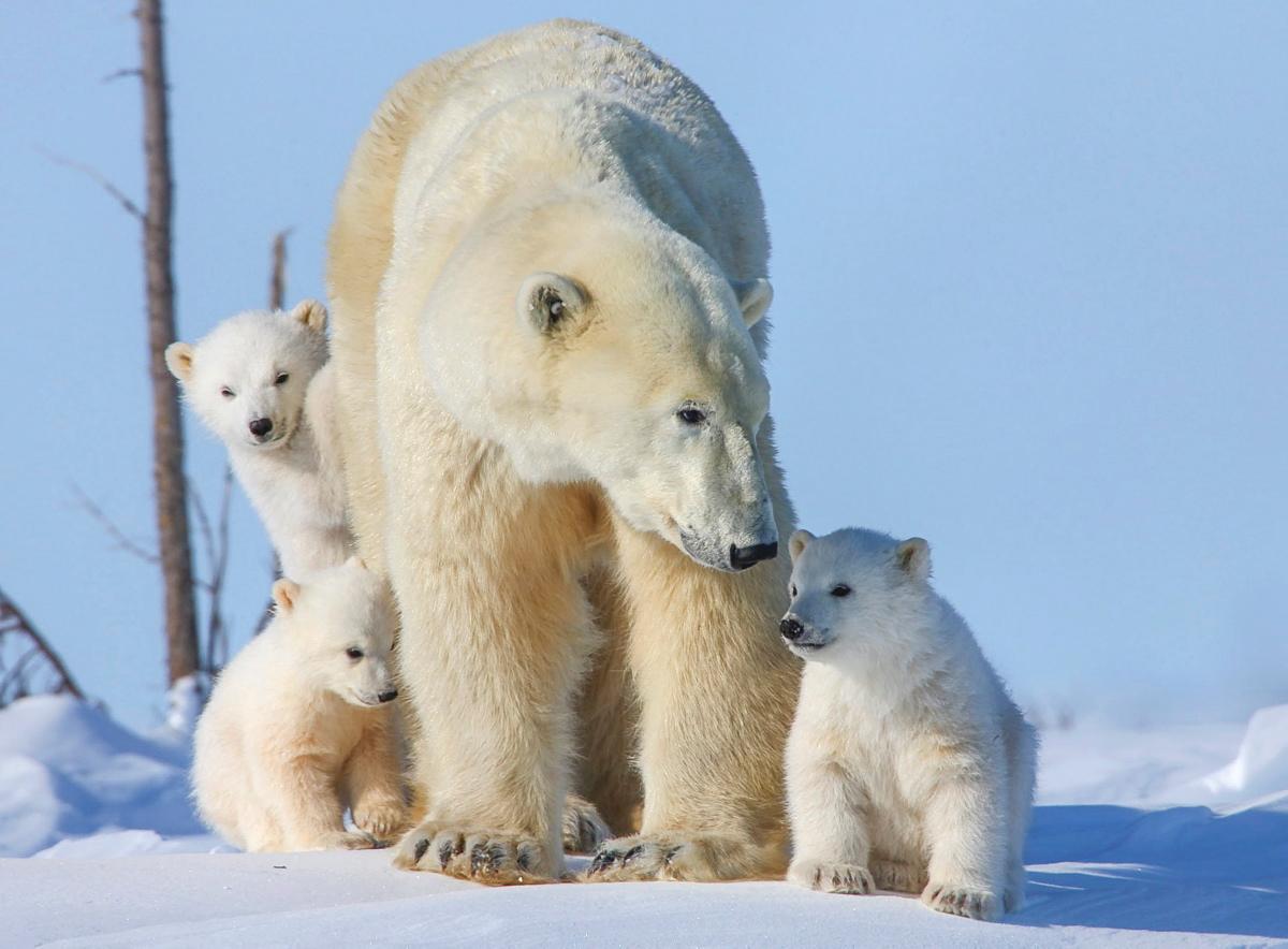 oso-polar-con-crias