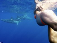 Conoce la historia de esta madre embarazada que dará a luz en el mar solo asistida por delfines a pesar que los expertos advierten de peligros.