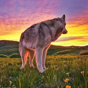 La llamada de la selva: Fotógrafo realiza una maravillosa sesión de fotos a su mejor amigo, un perro lobo que obedece al nombre Loki, de sus increíbles aventuras al aire libre.