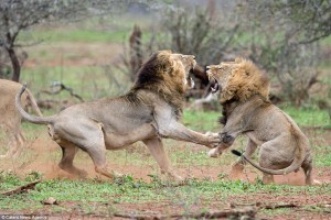 Fotografías muestran  pelea atroz entre dos leones, después que uno de ellos  trató de interrumpir al otro mientras se apareaba con una hembra