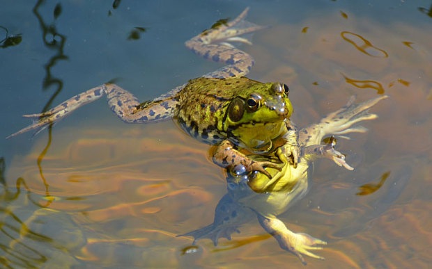 comedy-frogs_3411062b