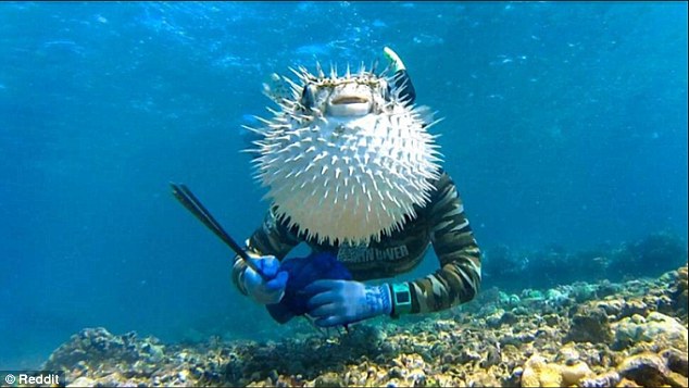 2D69855E00000578-3272515-Sharp_focus_This_puffer_fish_chose_the_perfect_moment_to_swim_in-a-8_1444901525838