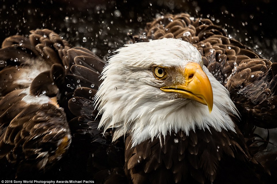2DF29A4400000578-3296769-Michael_Pachis_s_incredible_image_shows_a_stunning_bald_eagle_ca-a-13_1446221848827