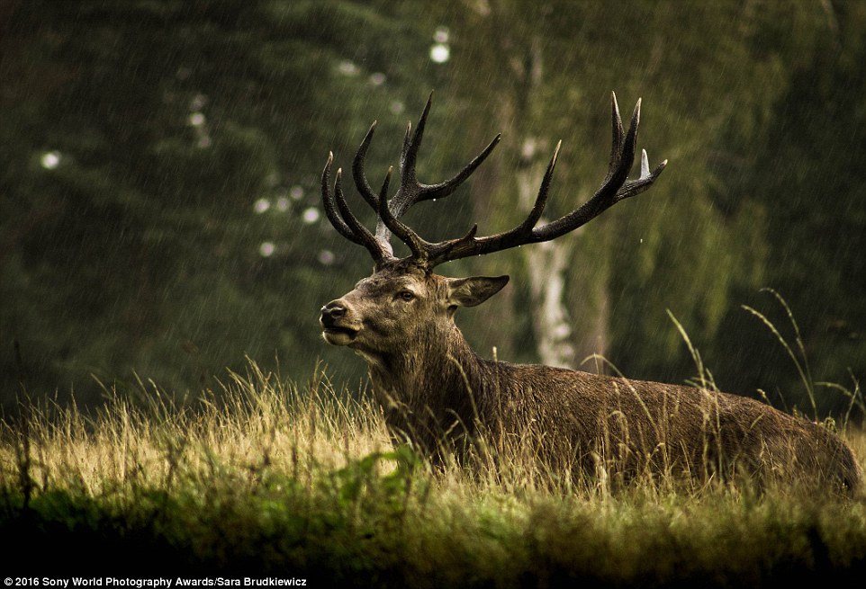 2DF29A5100000578-3296769-Sara_Brudkiewicz_from_Poland_captured_a_stag_caught_in_the_rainf-a-12_1446221839944