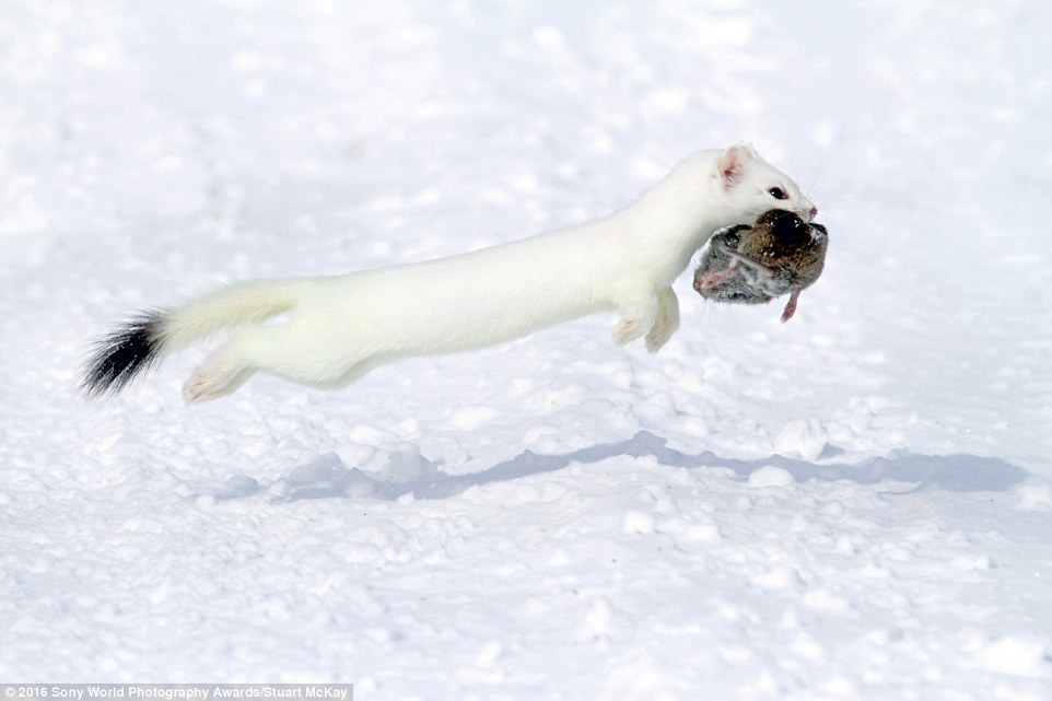 2DF29E3500000578-3296769-This_short_tailed_weasel_was_captured_mid_air_fleeing_in_the_sno-a-16_1446221892072