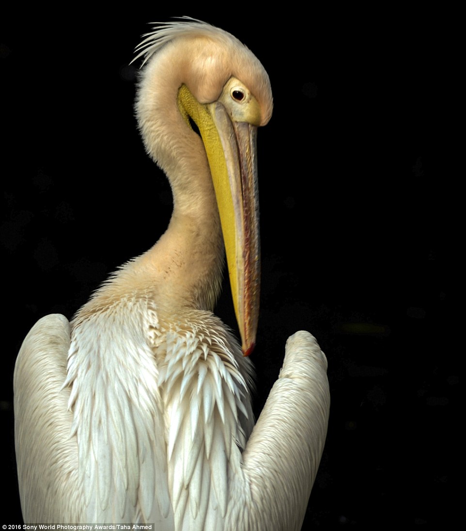 2DF29E5400000578-3296769-Taha_Ahmed_from_India_captured_this_neutral_coloured_pelican_and-a-15_1446221880573