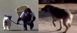 Un mono saca a pasear a un bulldog, pero en el camino son sorprendidos por un pastor alemán