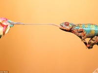 Impresionantes fotografías muestran cómo los camaleones capturan a sus presas a gran velocidad