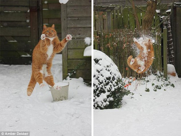 2E3AF1AF00000578-3309168-Incoming_This_ginger_cat_grossly_misjudged_the_speed_of_a_snowba-a-53_1446992580849