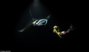 Impresionantes imágenes submarinas donde una «sirena» danza con mantarrayas en las profundidades del océano por una buena causa