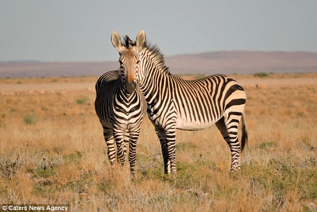 30DE318400000578-0-PIC_BY_GAL_ZANIR_CATERS_NEWS_PICTURED_The_two_headed_zebra_illus-m-18_1454583293224