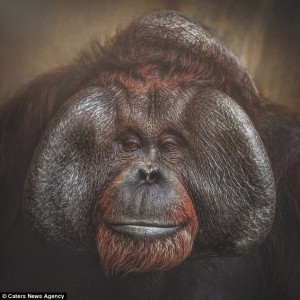 Increíbles retratos de simios muestran cuán cerca están de expresar emociones como los humanos