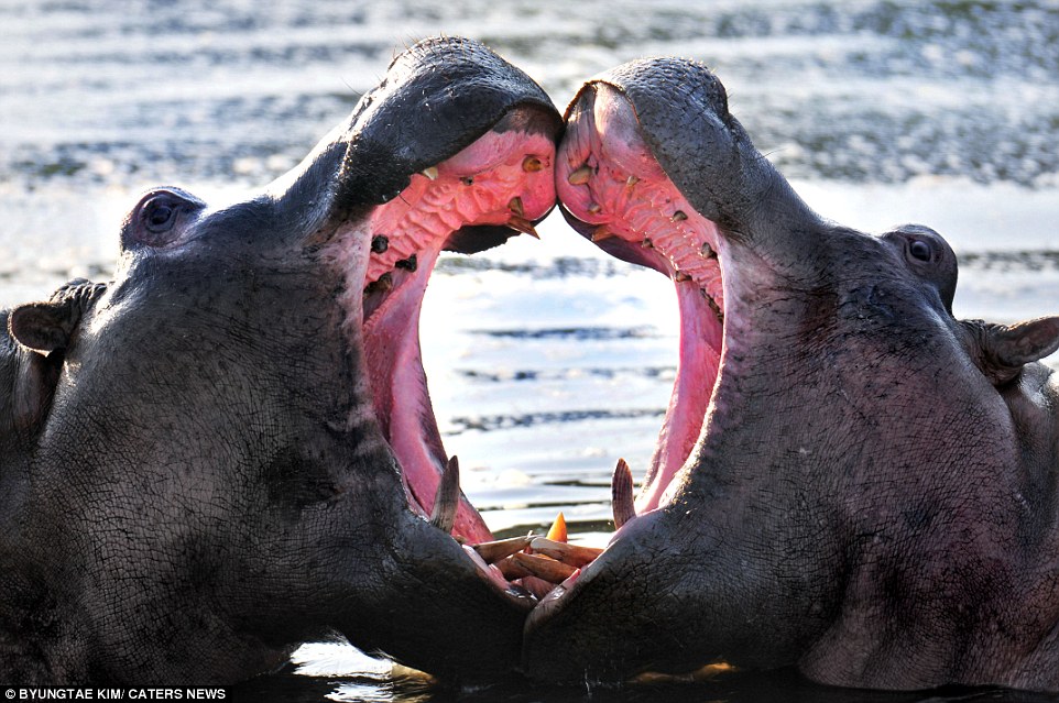312BE04A00000578-3446059-Heart_in_your_mouth_These_two_hippos_got_into_the_move_when_they-a-66_1455405628764