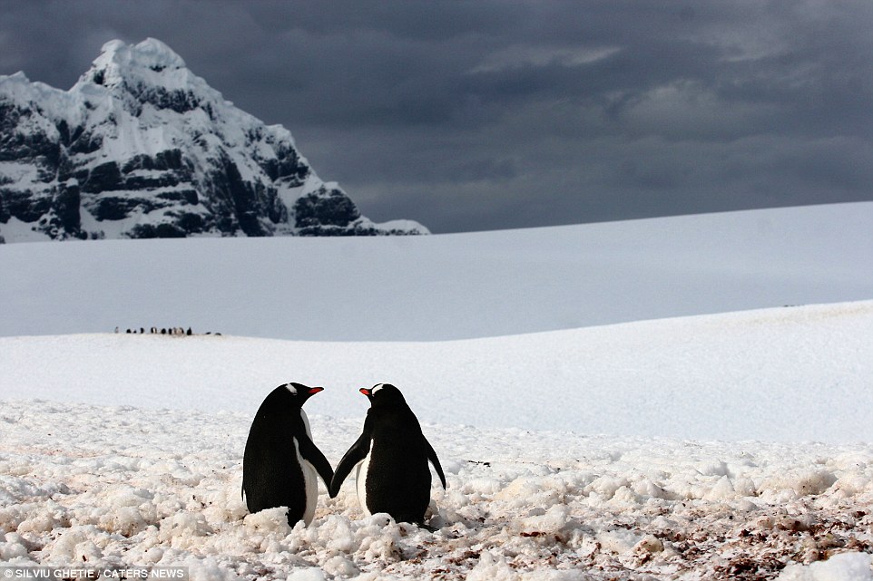 312D578C00000578-3446059-A_fine_snowmance_A_touching_gesture_from_two_penguins_at_Port_Lo-a-65_1455405589115