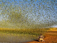 Fotos impresionantes  muestran 80.000 periquitos formando un «tornado verde»