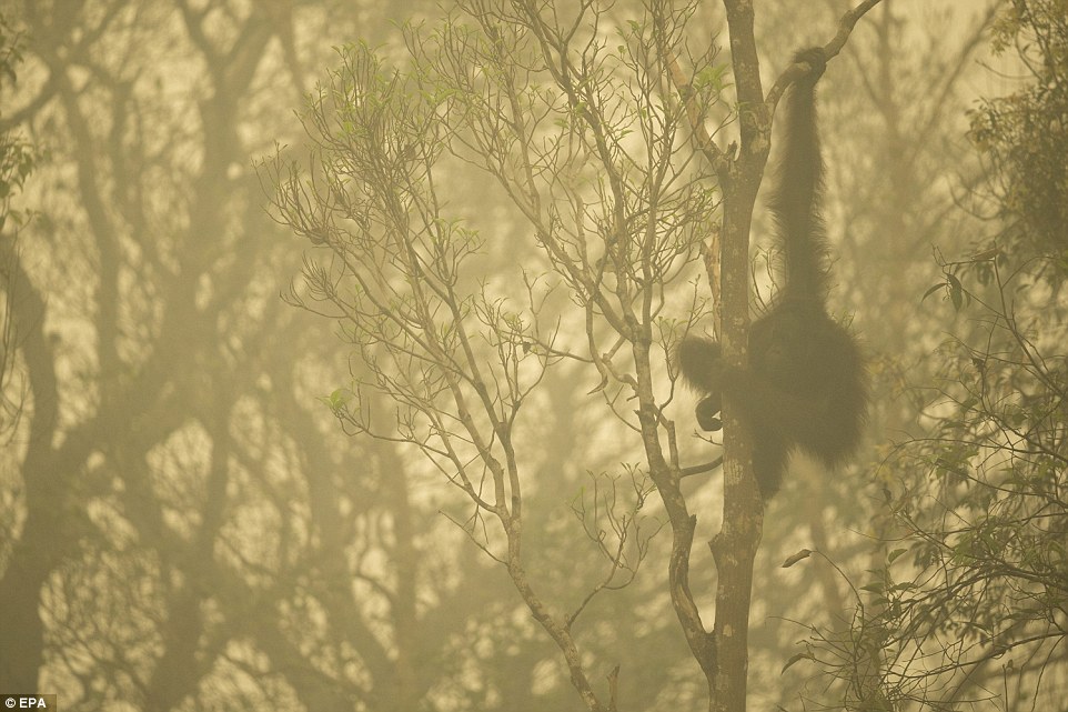 315766E800000578-3452659-The_picture_shows_a_Bornean_orangutan_seen_through_the_smoke_of_-a-8_1455813038529