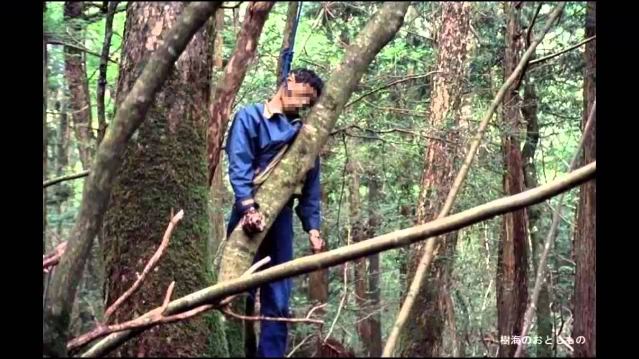 La Belleza Inquietante Del Bosque De Los Suicidios De Japón Donde Decenas De Cuerpos Colgados 
