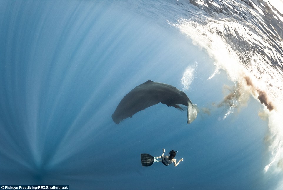 3276CA2000000578-3505890-One_blue_whale_flees_into_the_deep_as_Marianne_gets_close_in_an_-a-5_1458740734417