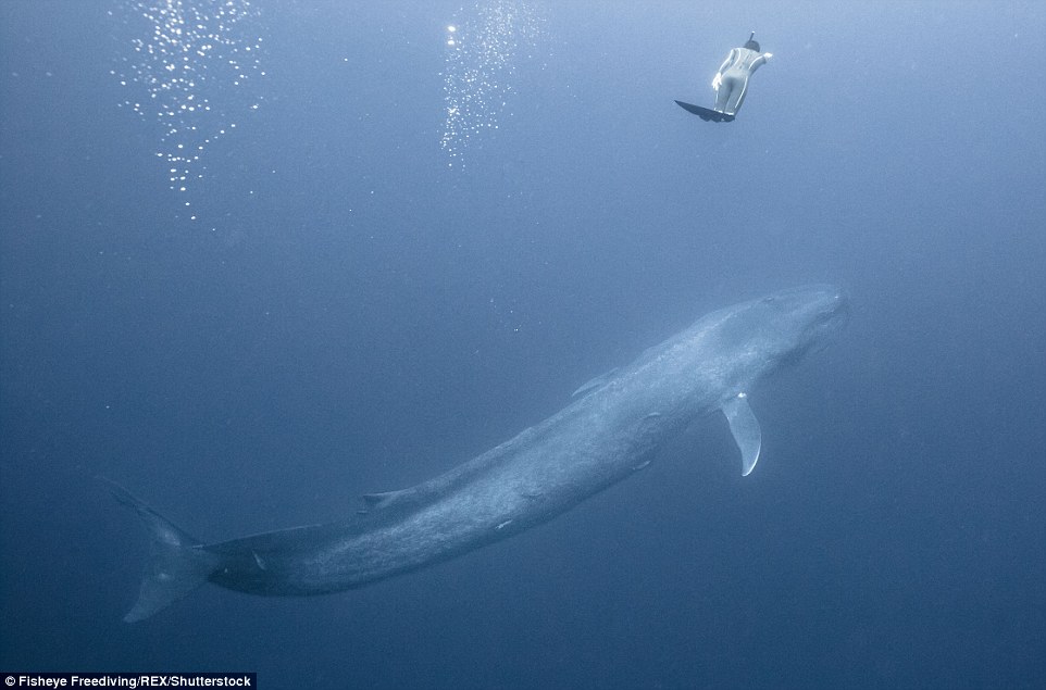 3276CA2C00000578-3505890-The_stunning_images_taken_by_friends_Alex_Voyer_and_Alex_Roubaud-a-2_1458740700928