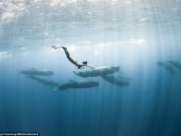 Nadando entre ballenas azules