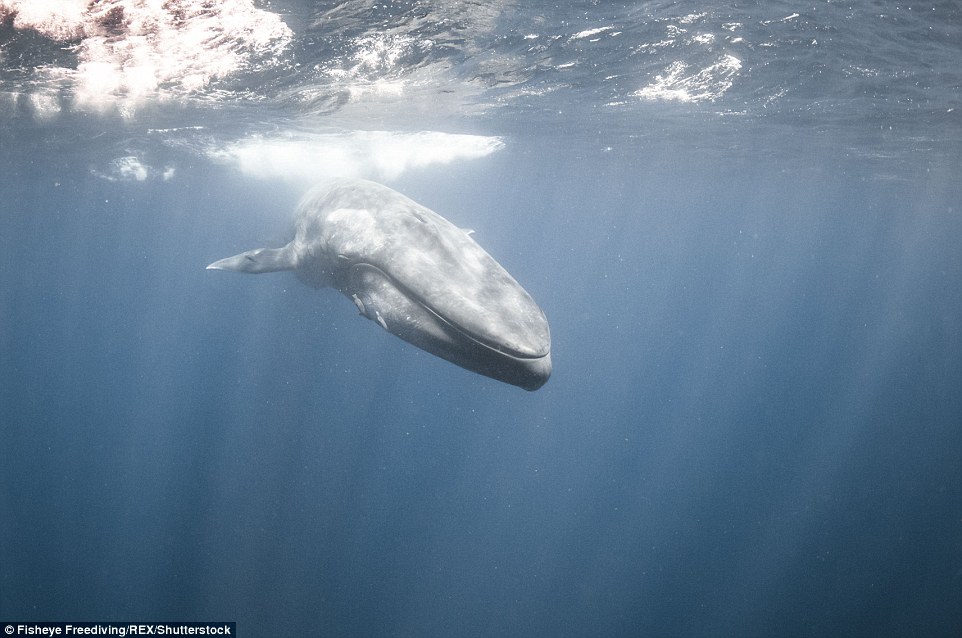 3276CA5800000578-3505890-A_lone_blue_whale_which_is_the_largest_animal_on_earth_and_the_h-a-10_1458740814812
