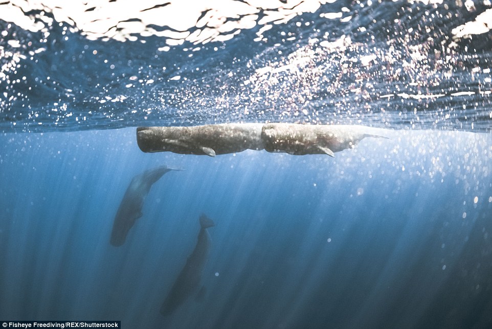 3276CA8C00000578-3505890-Two_sperm_whales_dive_deep_into_the_water_while_the_rest_of_thei-a-13_1458740841516