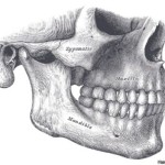 150317121702_humanos_mandibula_624x351_henrygraywikimediacommons
