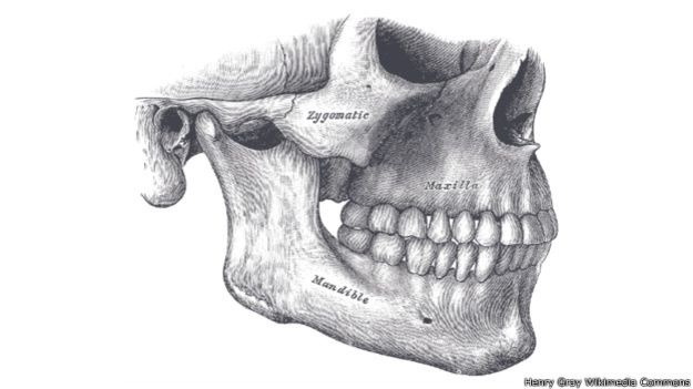 150317121702_humanos_mandibula_624x351_henrygraywikimediacommons