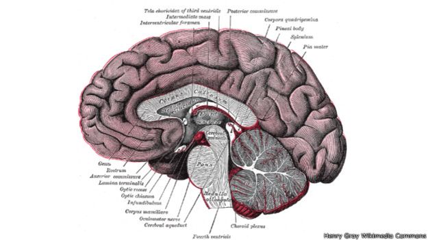 150317122036_humanos_cerebro_624x351_henrygraywikimediacommons