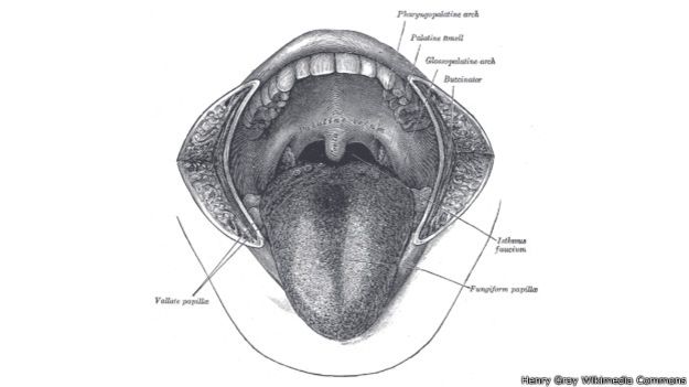 150317122214_humanos_boca_624x351_henrygraywikimediacommons