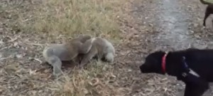 INCREÍBLE PELEA DE KOALAS ¡Y ESO QUE PARECÍAN TAN TIERNOS!