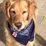 ¿EL PERRO MÁS TORPE DEL MUNDO?