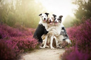 24 HERMOSAS FOTOS DE PERROS QUE TE SORPRENDERÁN