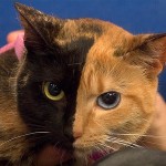 VENUS, LA GATA DE DOS CARAS: EL FELINO MÁS FAMOSO DEL MUNDO